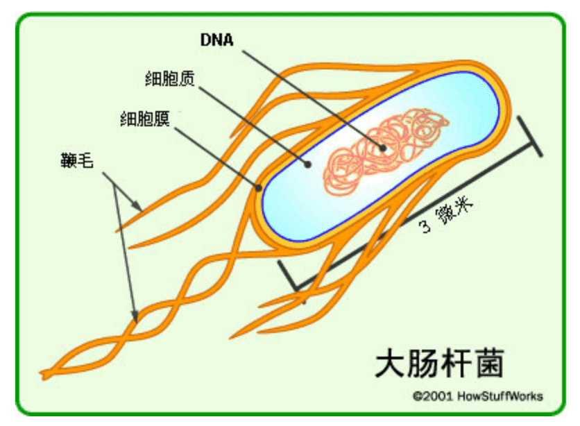 dachangganjun.png